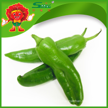 IQF frozen chilli, cheap green chillies